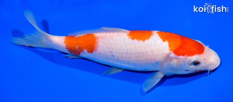 7.75" SANDAN KOHAKU