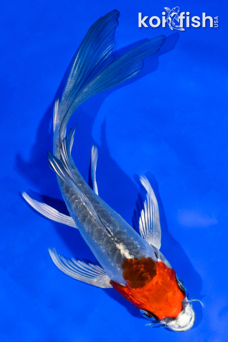 6" BENI KIKOKURYU BUTTERFLY