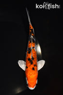 6.25" HEISEI NISHIKI