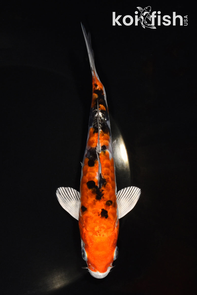 6.25" HEISEI NISHIKI