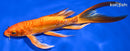 7.5" DOITSU ORENJI OGON BUTTERFLY