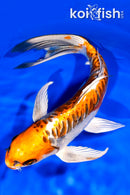 9.75" DOITSU KUJAKU BUTTERFLY