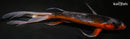 10.75" HI ASAGI BUTTERFLY