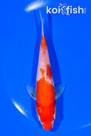5.75" KOHAKU
