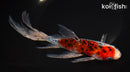 8.75" SHUBUNKIN GOLDFISH
