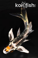 5.25" BENI GINGA BUTTERFLY