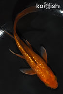 5.5" GINRIN CHAGOI BUTTERFLY