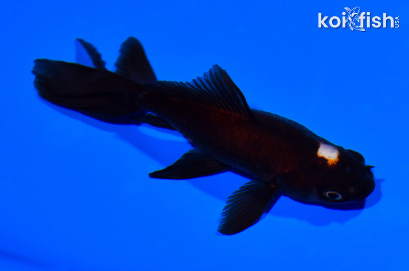 4.5" WATONAI GOLDFISH