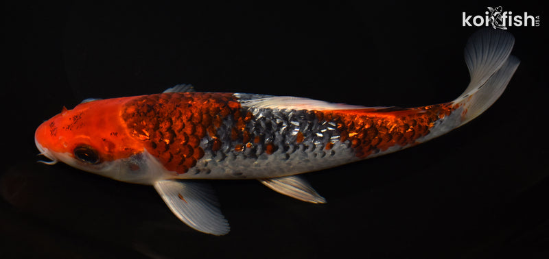 8.5" GINRIN GOSHIKI