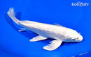 9" GINRIN PLATINUM OGON BUTTERFLY