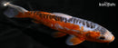 6.5" HI SHUSUI