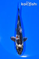 5.25" GIN SHIRO UTSURI