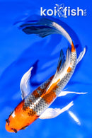 7.25" KUJAKU BUTTERFLY