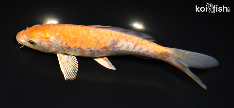7.5" ARAGOKE OCHIBA SHIGURE