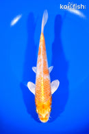 7.5" HARIWAKE