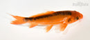 7" HI SHUSUI