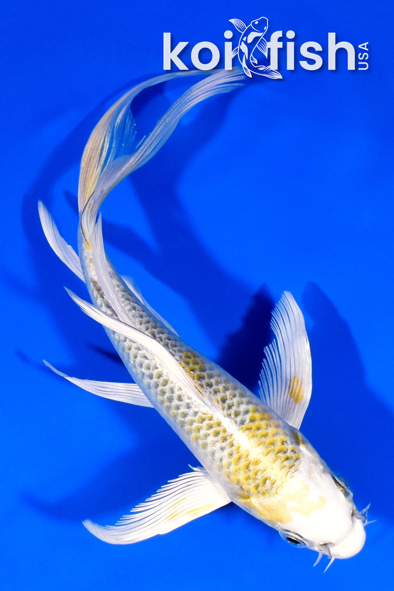 7" KUJAKU BUTTERFLY