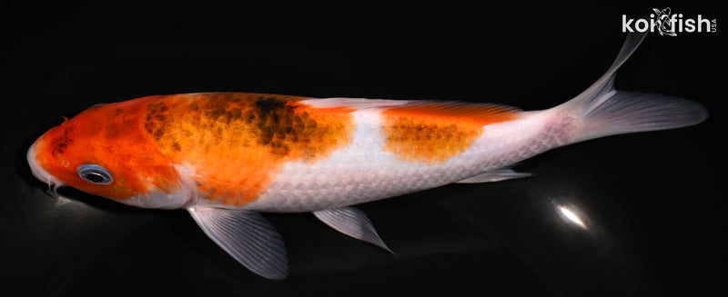 7" GOROMO