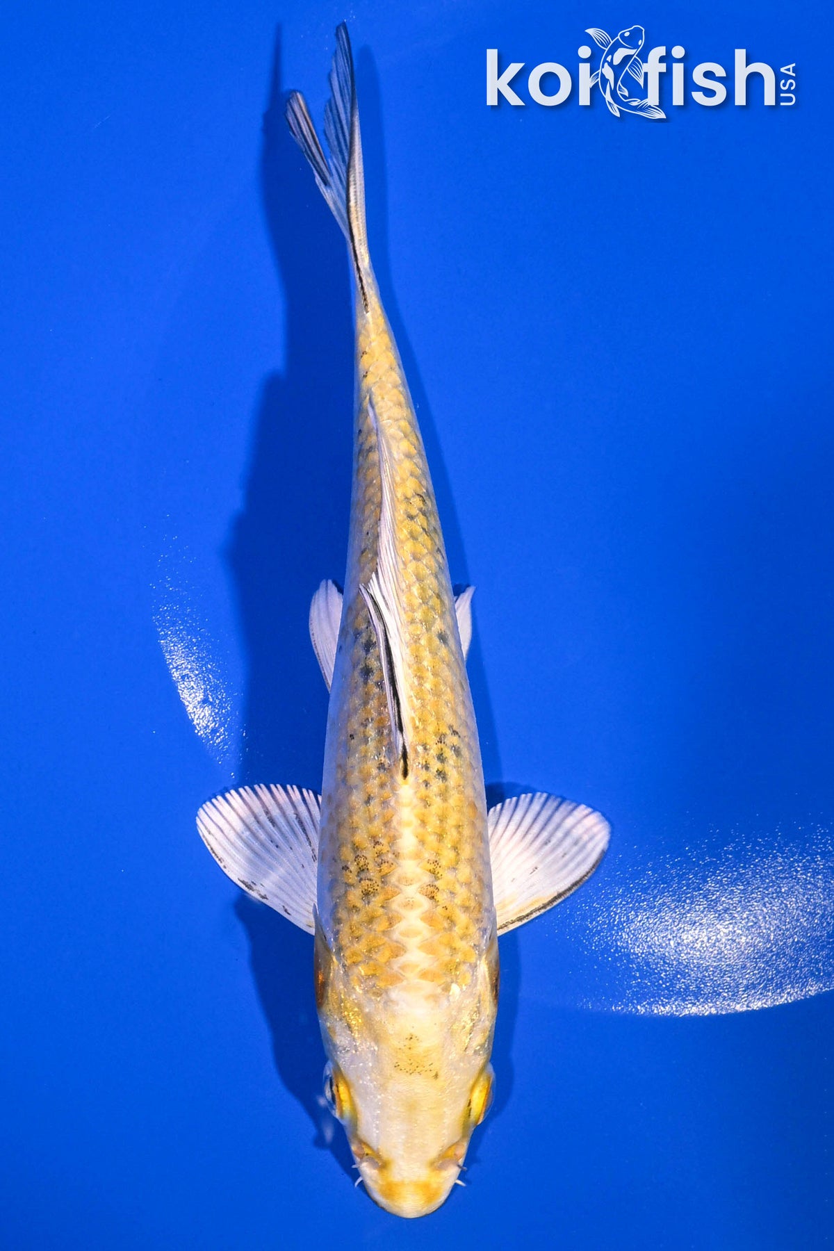 user_9fbdb4ff  希少　GO FISH 6.75