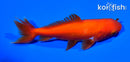 4.5" WAKIN GOLDFISH