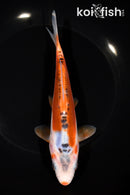 7.5" SHUSUI
