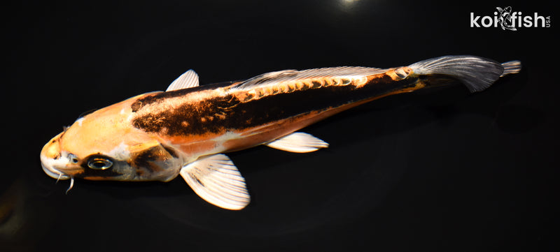 10.25" BENI KIKOKURYU