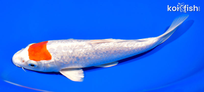7.75" GINRIN TANCHO HARIWAKE
