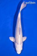 7" PLATINUM OGON