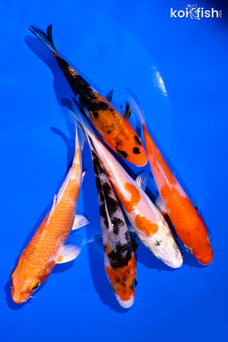 PACK OF (5) 4-5" STANDARD KOI