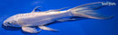 9.5" DOITSU PLATINUM OGON BUTTERFLY