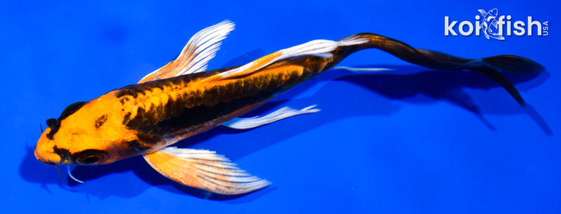 5" DOITSU ORENJI MATSUBA BUTTERFLY
