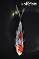 7" SHUBUNKIN GOLDFISH