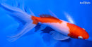 6.5" WATONAI GOLDFISH