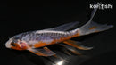 4.75" SHUSUI BUTTERFLY