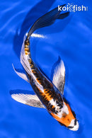 7" BENI KIKOKURYU BUTTERFLY