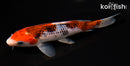 6" GOSHIKI