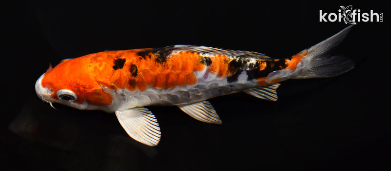 6.25" HEISEI NISHIKI