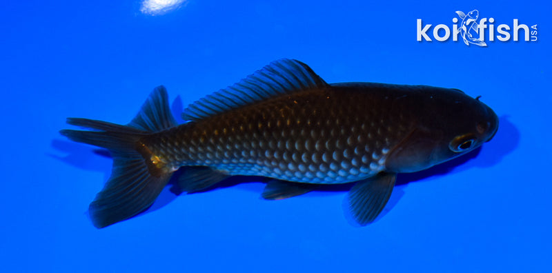 6" WAKIN GOLDFISH