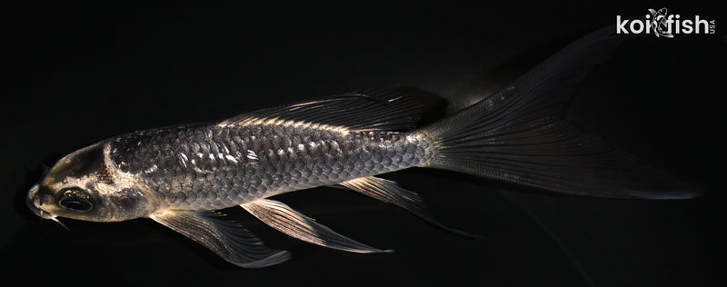 5.75" GINRIN GINGA BUTTERFLY