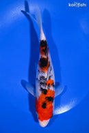 7.75" SANKE