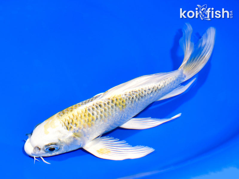 7" KUJAKU BUTTERFLY