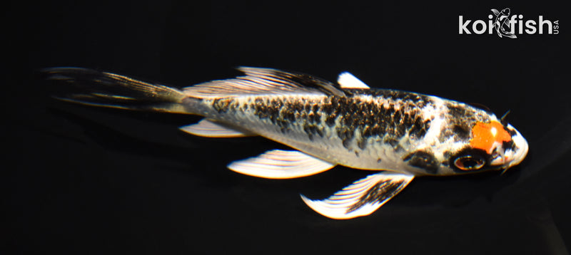 5.25" BENI GINGA BUTTERFLY