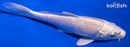 5.25" PLATINUM OGON