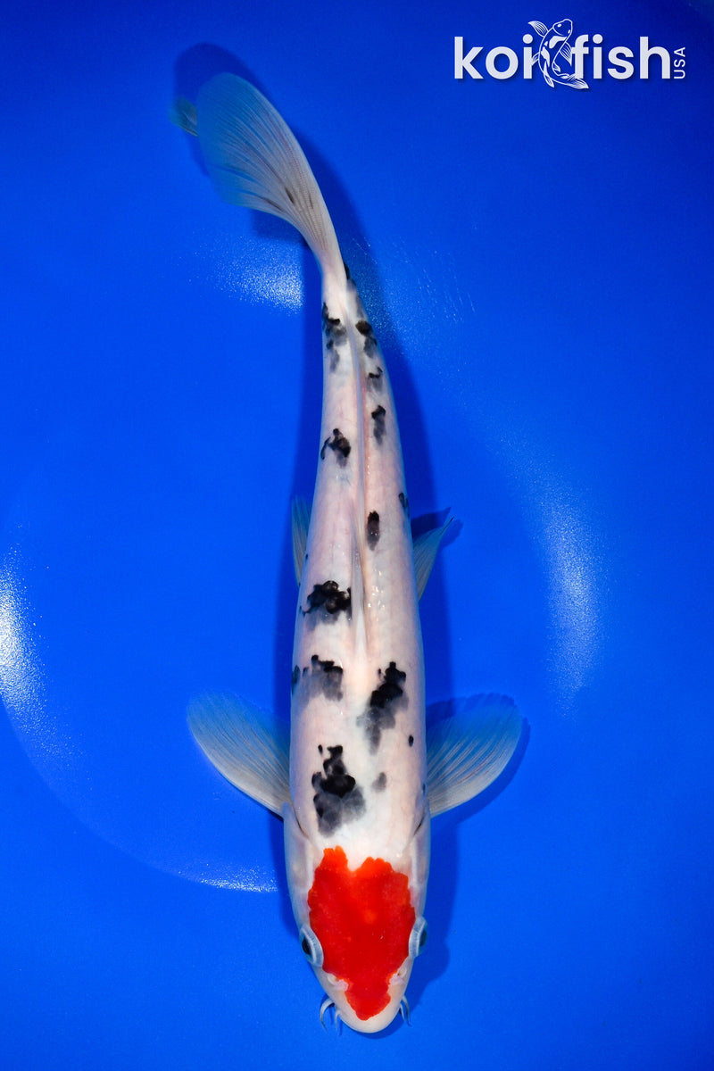 11.75" TANCHO SANKE