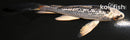 4.25" GINRIN KUJAKU BUTTERFLY