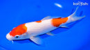9" KOHAKU