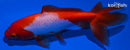 4.5" WAKIN GOLDFISH