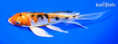 7" HEISEI NISHIKI BUTTERFLY