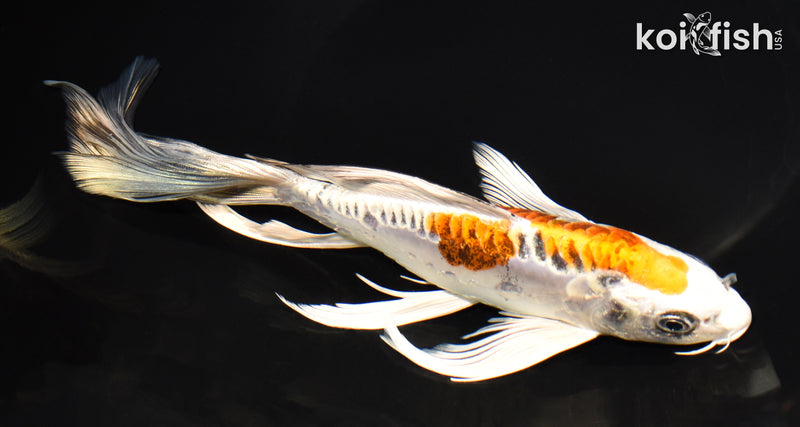 8.5" DOITSU KUJAKU BUTTERFLY