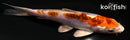 4.25" BENI KIKOKURYU